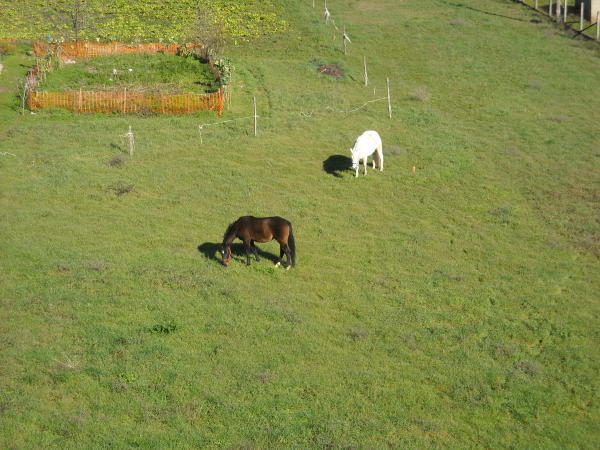 Los caballos en la acera de enfrente disfrutan el sol y la hierba